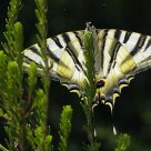 Iphiclides podalirius